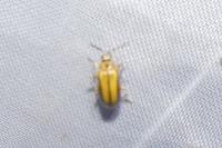 Xanthogaleruca luteola