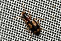 Dromius quadrimaculatus