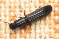 Colydium elongatum