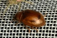 Rhyzobius litura