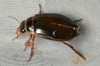 Dytiscus marginalis