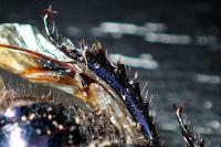 Geotrupes spiniger