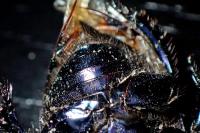 Geotrupes spiniger