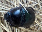 Anoplotrupes stercorosus