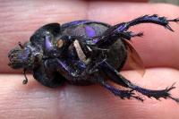 Anoplotrupes stercorosus