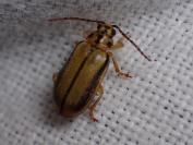 Xanthogaleruca luteola