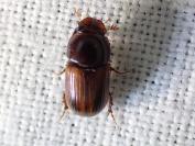 Aphodius