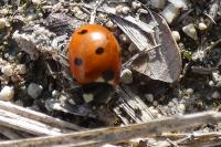 Coccinella septempunctata