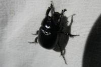 Typhaeus typhoeus