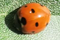 Coccinella septempunctata
