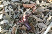 Procambarus clarkii