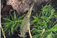 Chirocephalus diaphanus