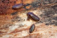 Oniscus asellus