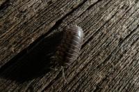 Armadillidium nasatum