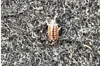 Philoscia muscorum
