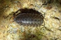 Porcellio