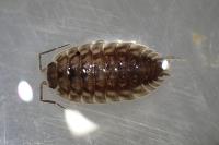 Oniscus asellus