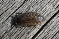 Porcellio