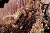Porcellio