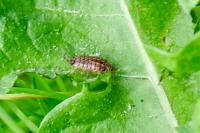 Philoscia muscorum