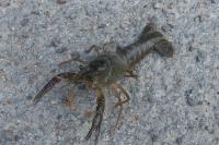 Procambarus clarkii