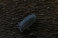 Porcellio scaber