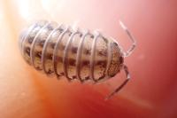 Armadillidium nasatum