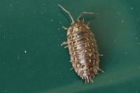 Oniscus asellus