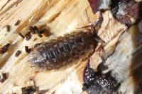 Oniscus asellus