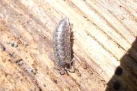 Oniscus asellus