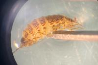 Philoscia affinis