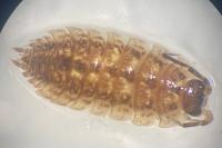 Porcellio monticola