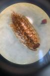 Porcellio monticola