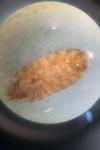 Porcellio monticola