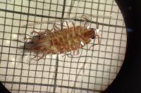 Philoscia muscorum