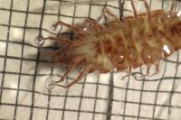 Philoscia muscorum