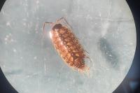 Philoscia muscorum