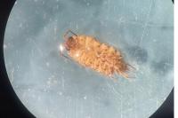 Philoscia muscorum