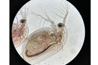 Daphnia pulex