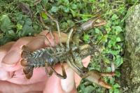 Austropotamobius pallipes