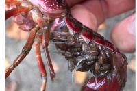 Procambarus clarkii