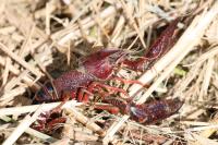 Procambarus clarkii