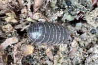 Armadillidium vulgare