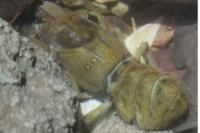 Austropotamobius pallipes