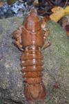 Austropotamobius pallipes