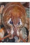 Austropotamobius pallipes