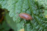 Philoscia muscorum