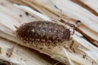 Porcellio monticola