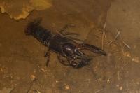 Procambarus clarkii