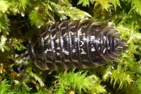 Oniscus asellus
